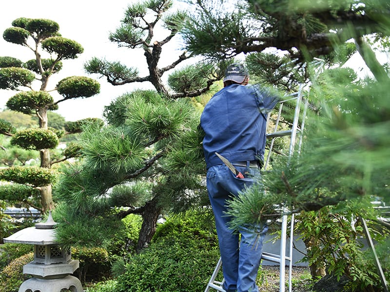 剪定作業の様子